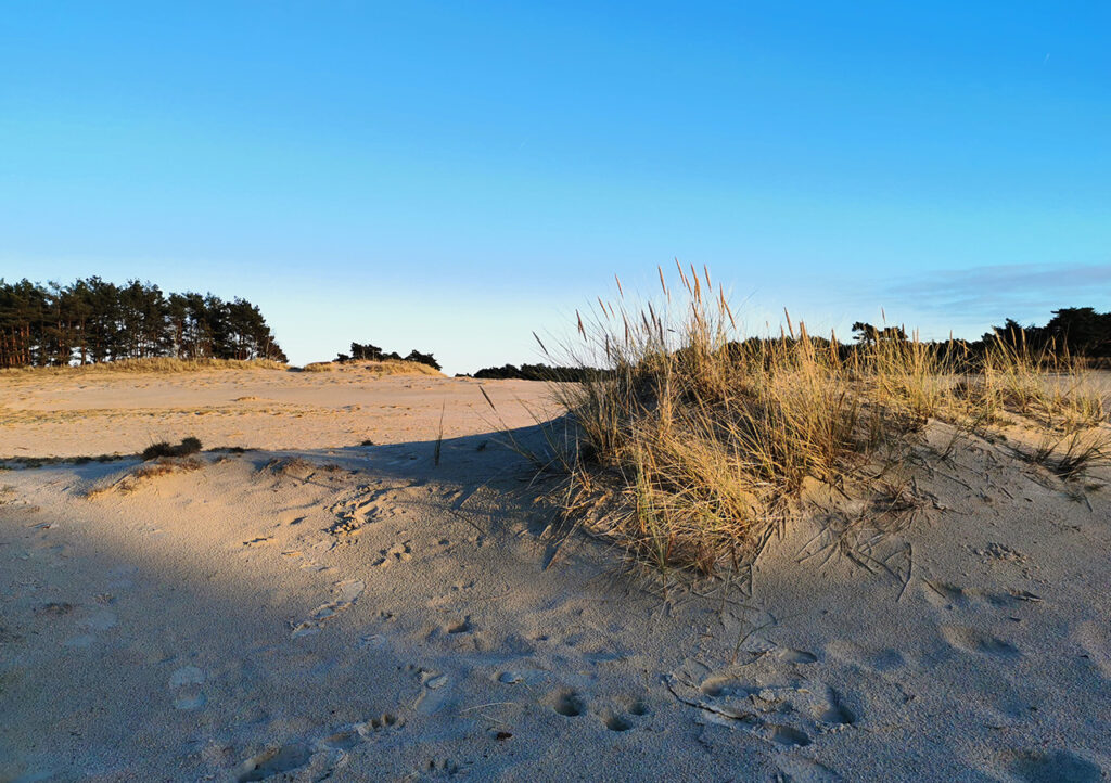 deberkhulshorst-hulshorsterzand